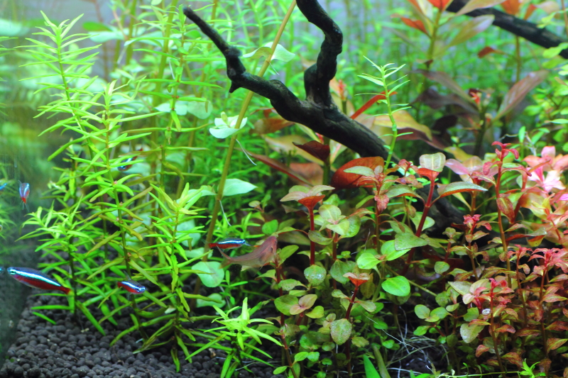 植栽から11日目の1回目トリミング　ディディプリス